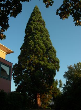 Histoire 2 sequoia